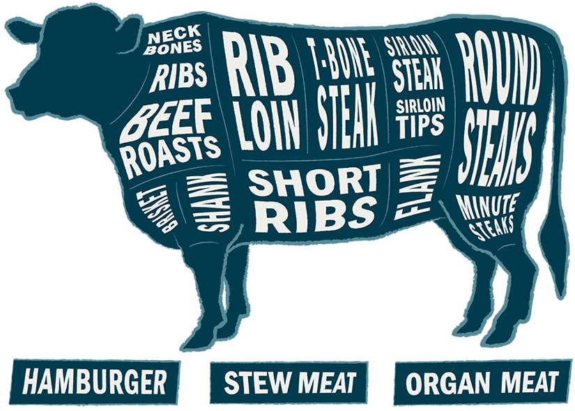 Cow infographic